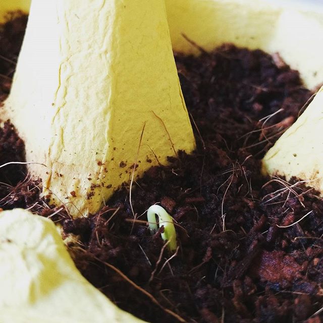 Another little baby making its way through