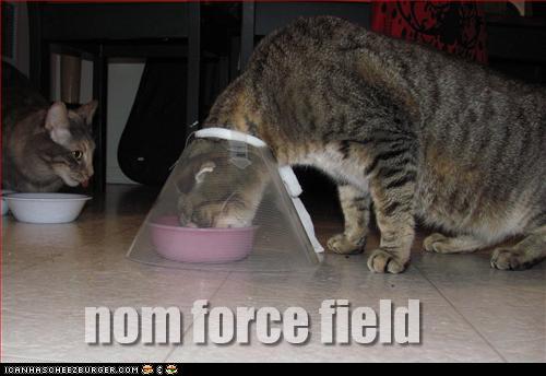 funny pictures of cats with captions